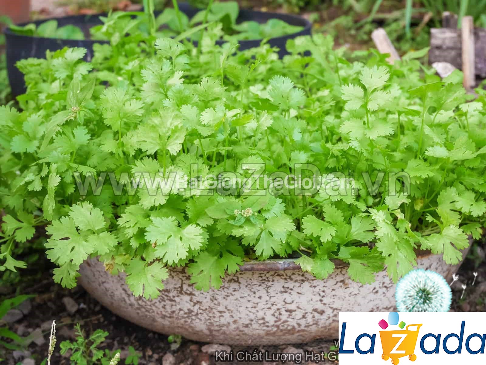 20Gr Hạt Giống Ngò Rí Bạc Liêu Đậm Đà Số 1 (A5.101| G4*X31*M101)