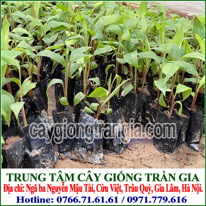 Giống Cây Chuối Đỏ Dacca ( 5 cây )