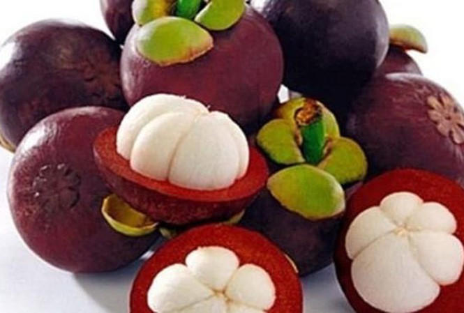 Cây giống Măng cụt ( Giống chuẩn ươm từ Hạt).