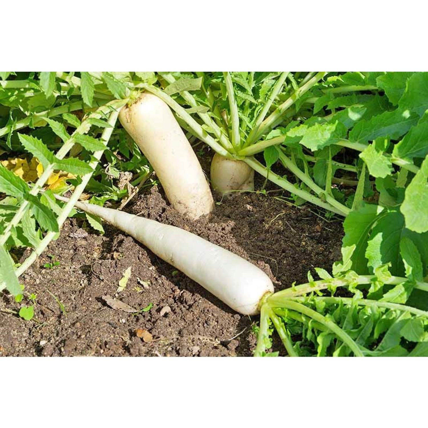 Hạt giống Củ Cải Trắng, gói 50 gram