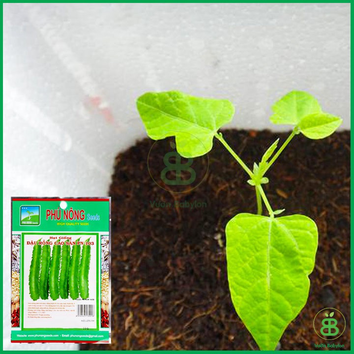 Hạt Giống Đậu Rồng Cao Sản 10Gr