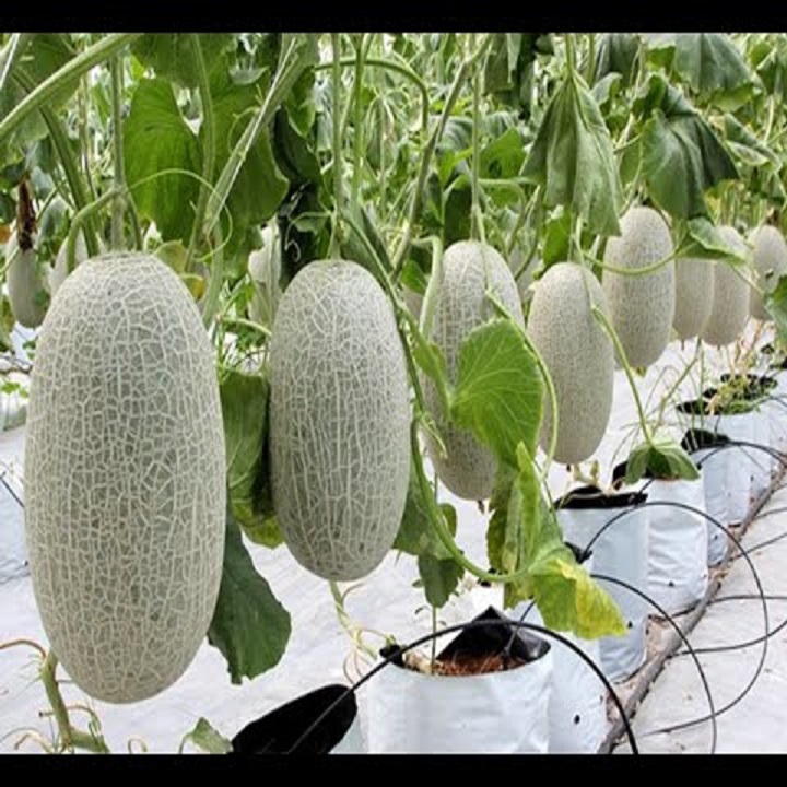 Hạt giống Dưa Lưới F1