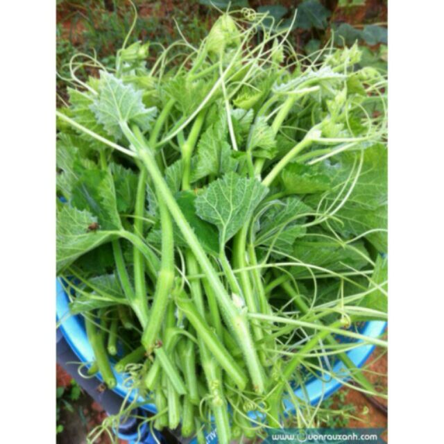 10GR_HẠT GIỐNG BÍ SIÊU NGỌN (MAU THU HOẠCH)