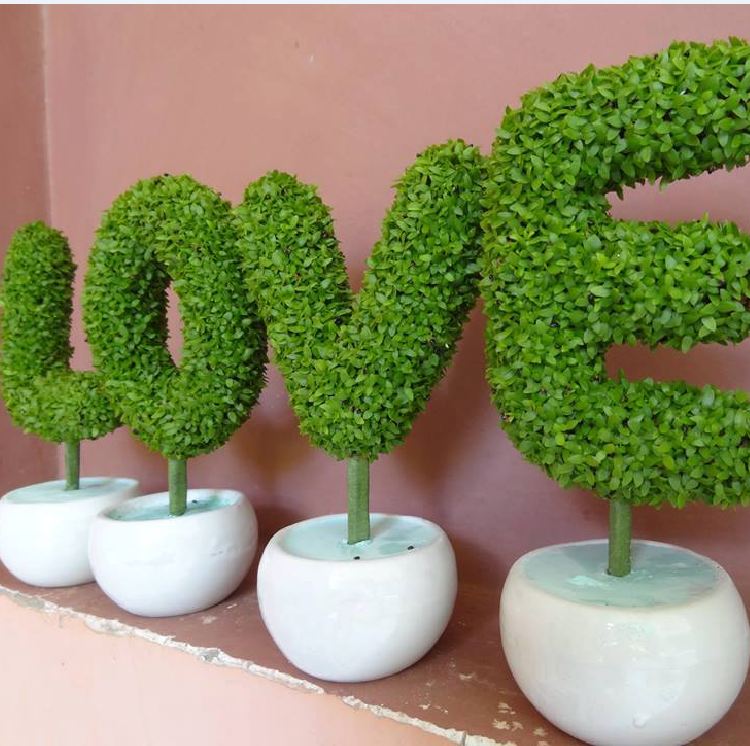 Hạt giống Cỏ may mắn - gói 100 hạt