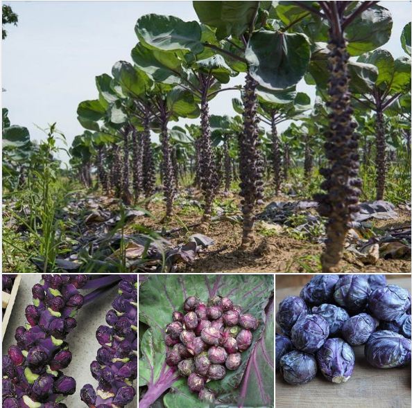 Hạt giống bắp cải tím mini ( bắp cải tí hon tím ) - 1 gói 50 hạt
