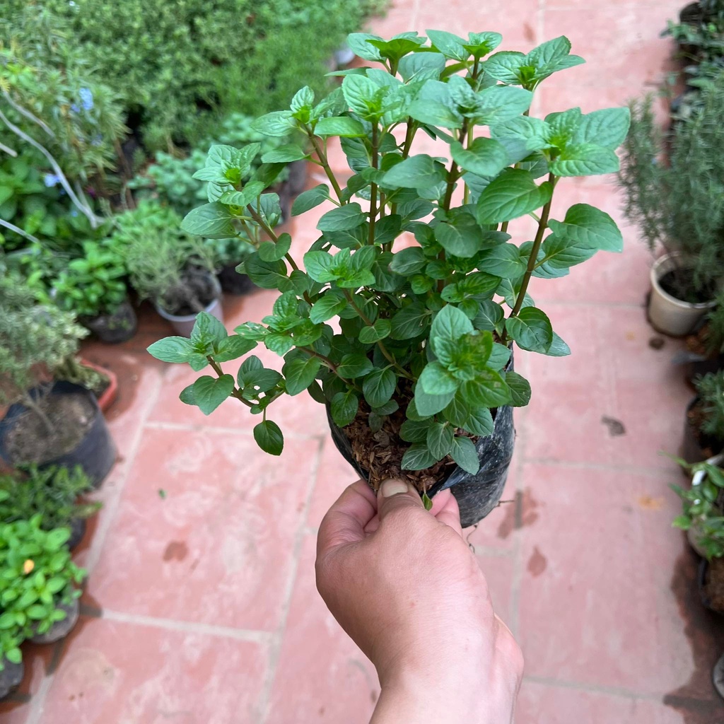 Cây bạc hà chocolate mint - Cây gia vị (Ảnh thật)