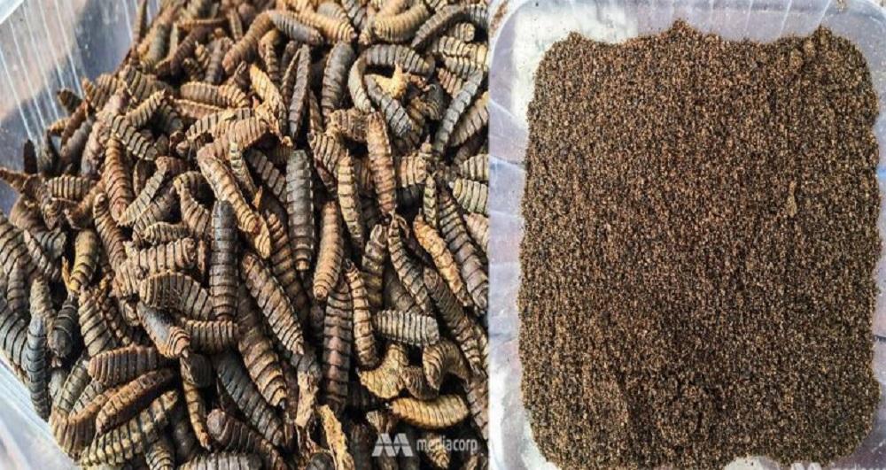 Trứng ruồi lính đen 60k/  hộp 10g