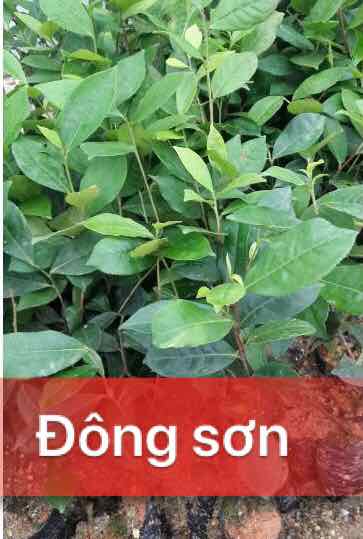 COM BO 2 CÂY GIỐNG TRÀ XANH UỐNG NƯỚC