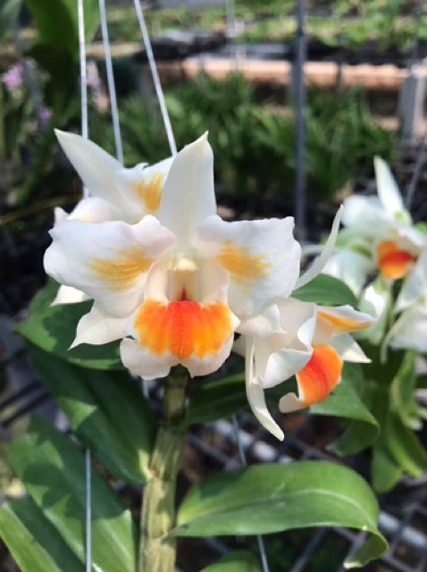 Hoa lan damary 3 lưỡi size cây giống cao 5-10cm