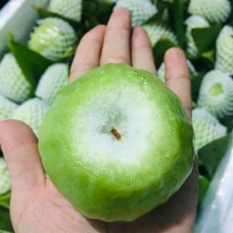 Mận xanh đường ( Tam Hoa)