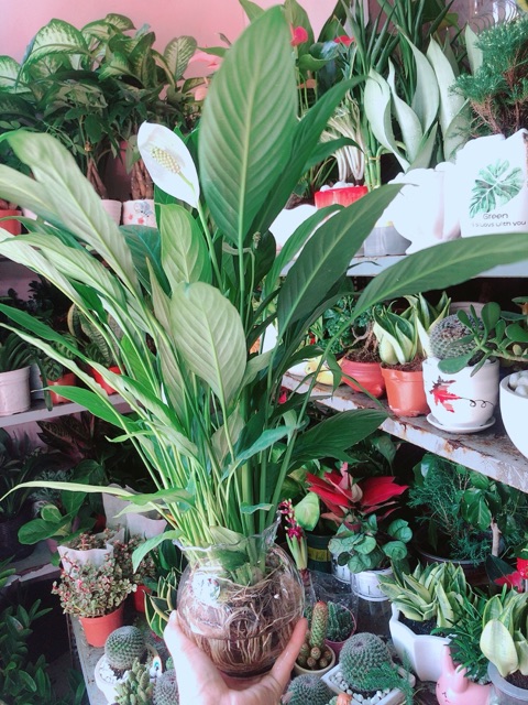 Chậu Cây Hoa Lan Ý