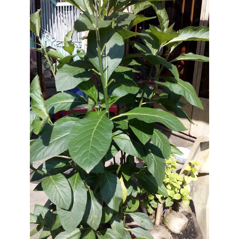 Cây Lá Đắng Khô (1kg) loại 01
