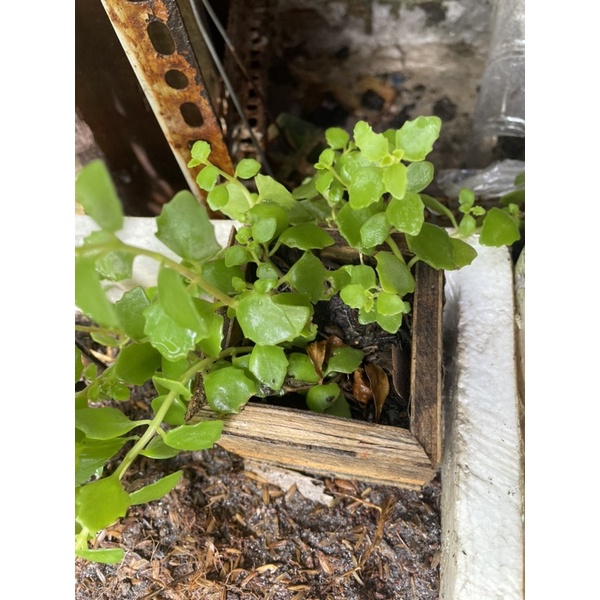 Cây Vảy Rồng 10cm
