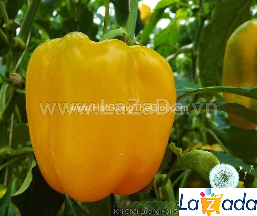 0.5Gr Hạt Giống Ớt Chuông Ngọt Vàng (A2.104| B51*W42*M214)