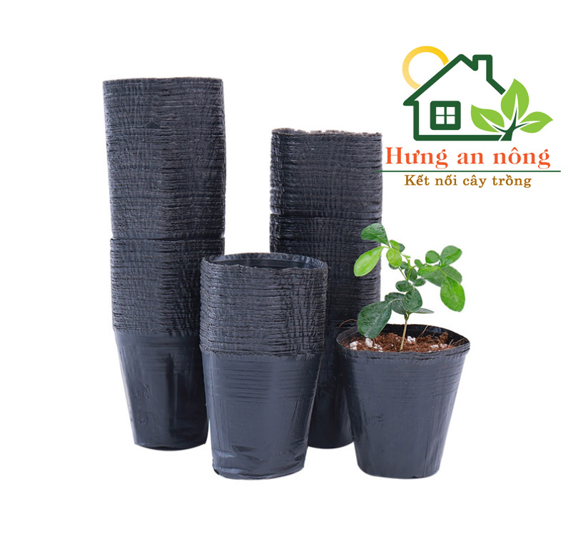CTDMONG - Sét 100 Chậu ươm trồng cây tiện dụng tiết kiệm chi phí, nhựa PE dai mỏng size 6.5x6.5cm