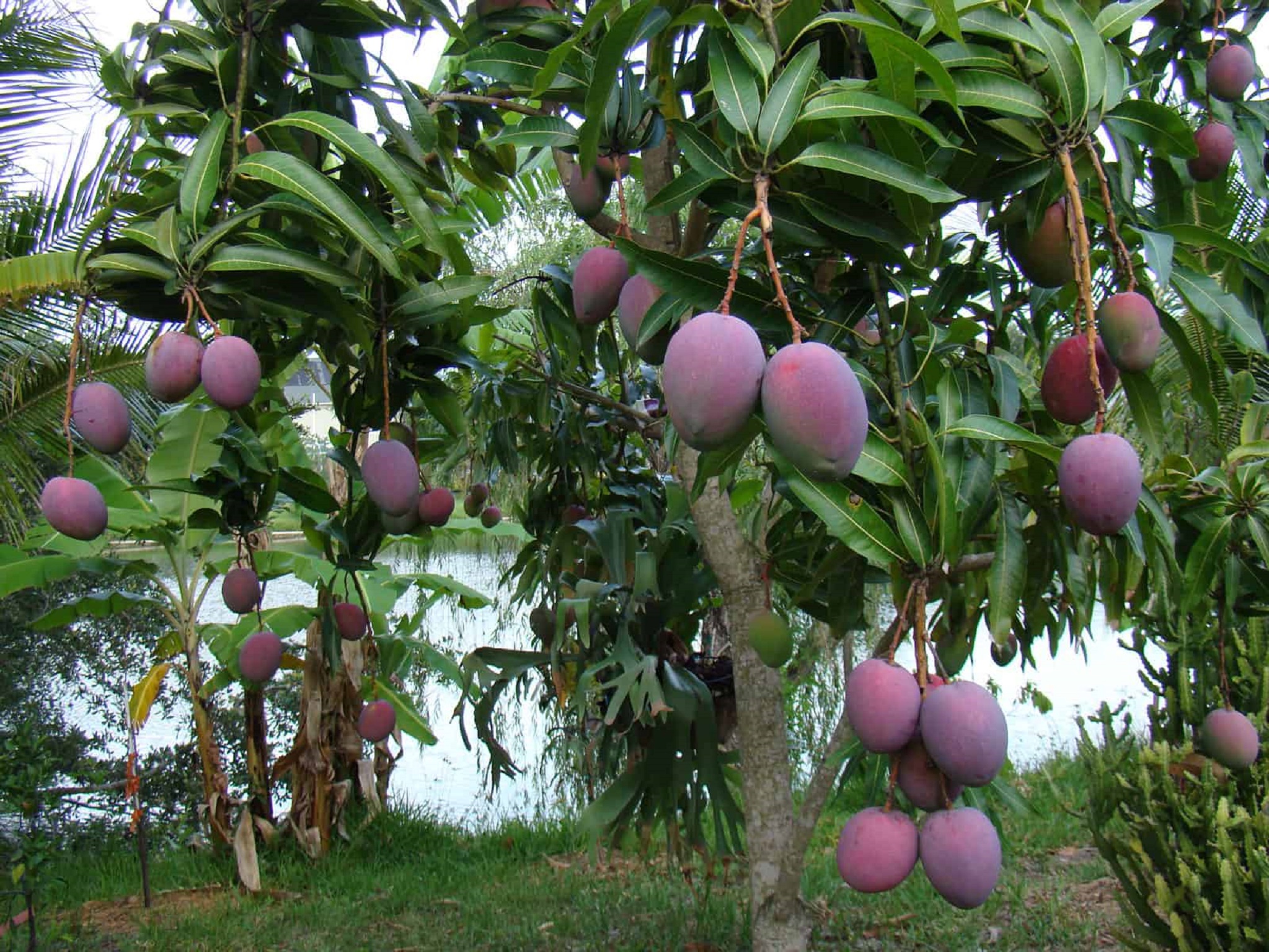 CÂY GIỐNG XOÀI TÍM THÁI CAO SẢN.