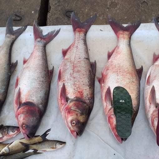 Mồi mè ủ chua, mè ướt chuyên câu cá mè siêu nhạy (2 gói)