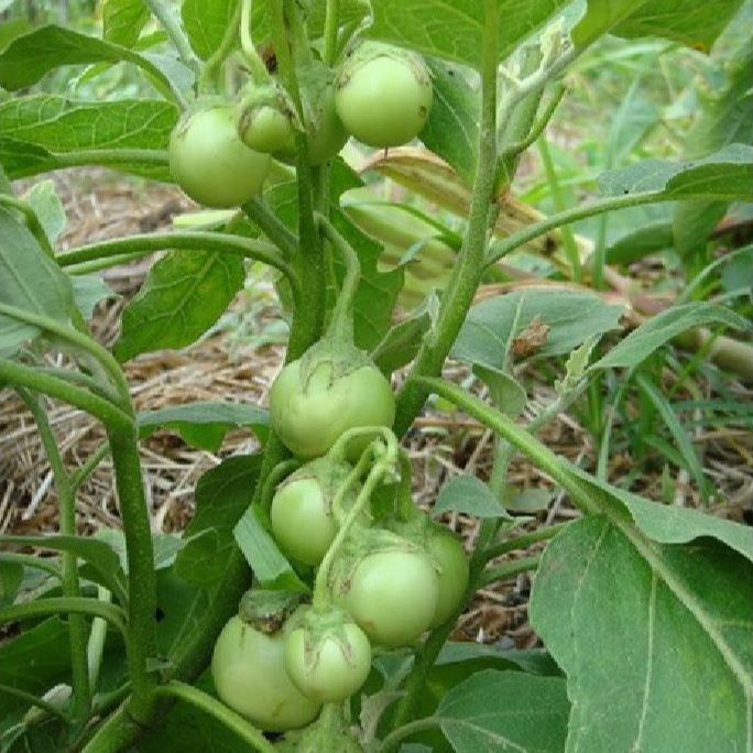 Green Ca Phao Seeds - 0.2 Gram Package