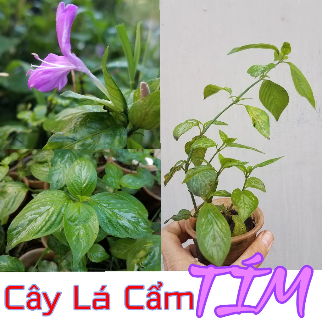 cây lá cẩm đỏ - bầu cây giống