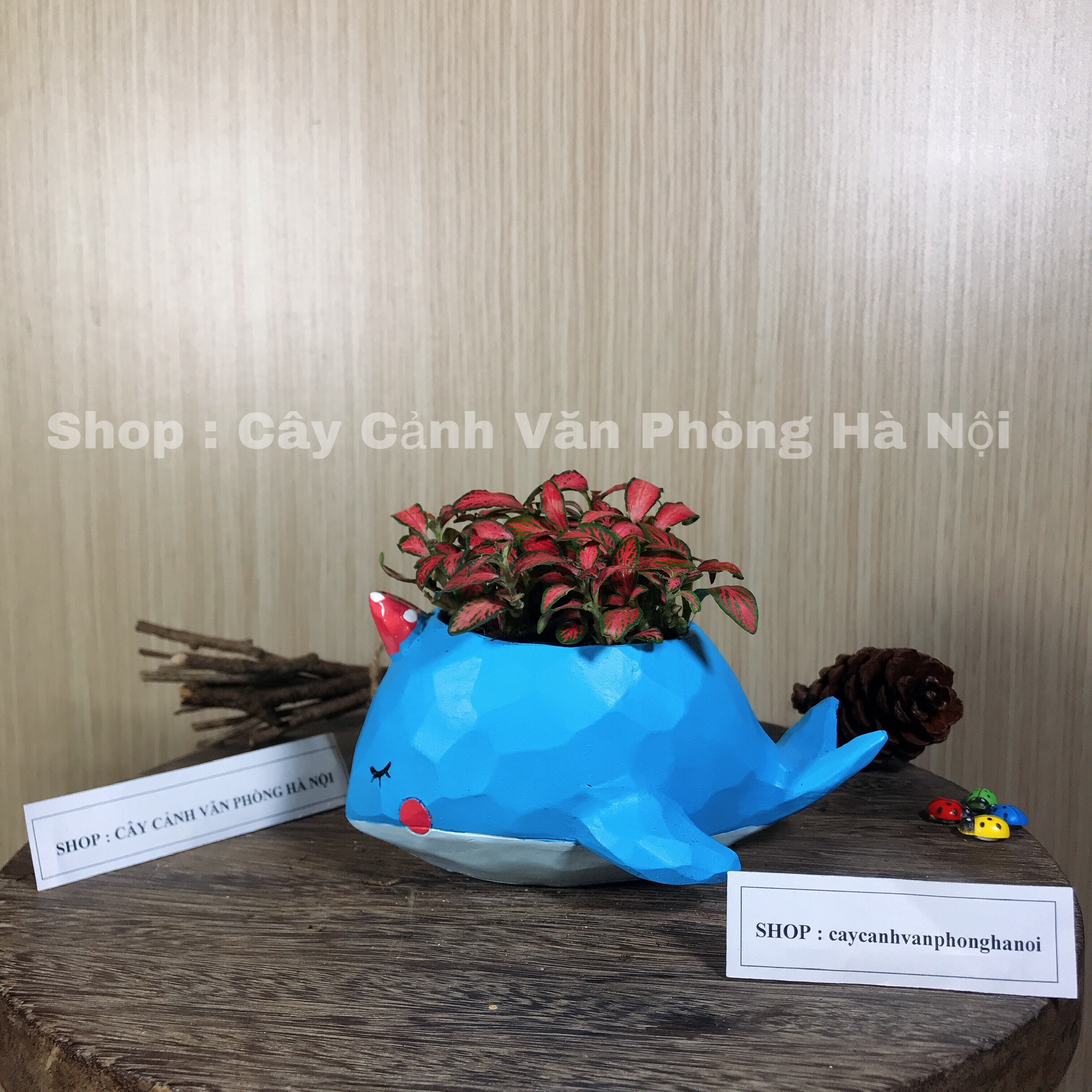 chậu cây hình cá voi xanh
