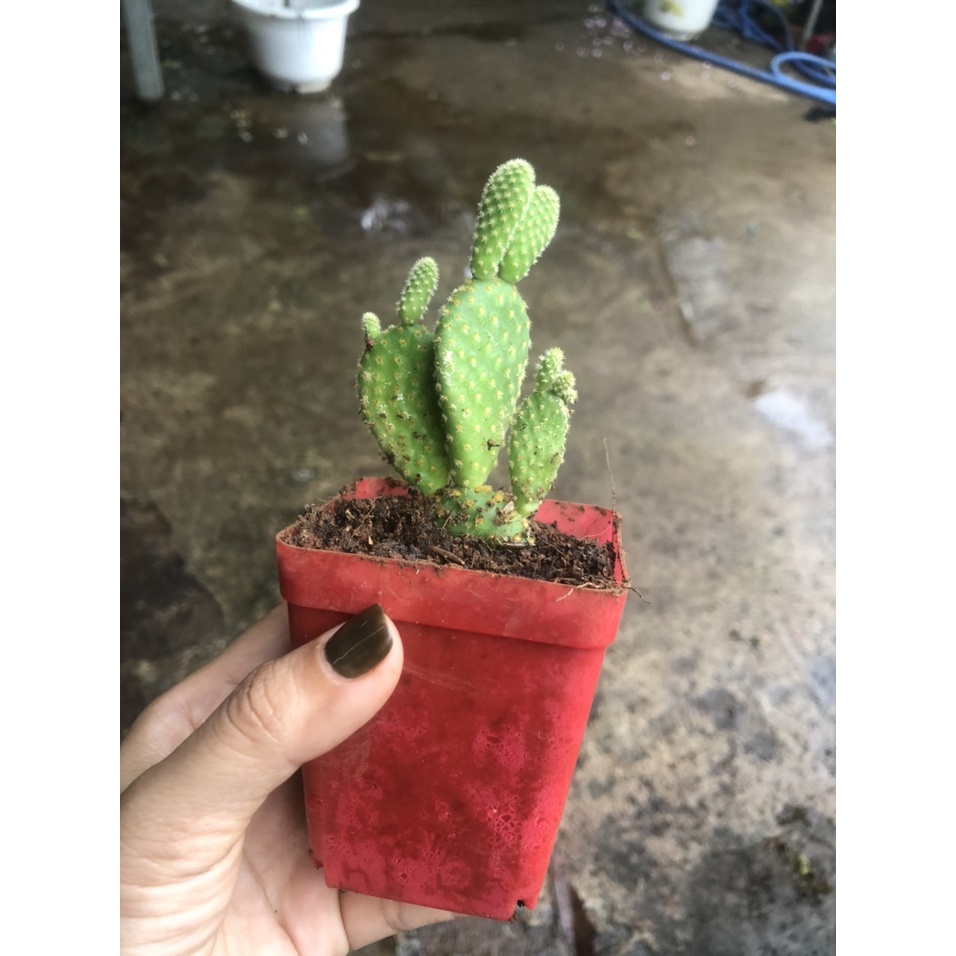 Cây xương rồng tai thỏ mini