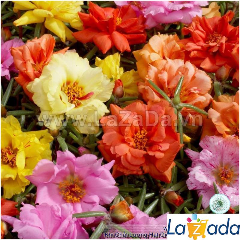 2000.HẠT Hạt Giống Hoa Mười Giờ Mỹ Kép Mix Màu (| -KD: B9*V11)
