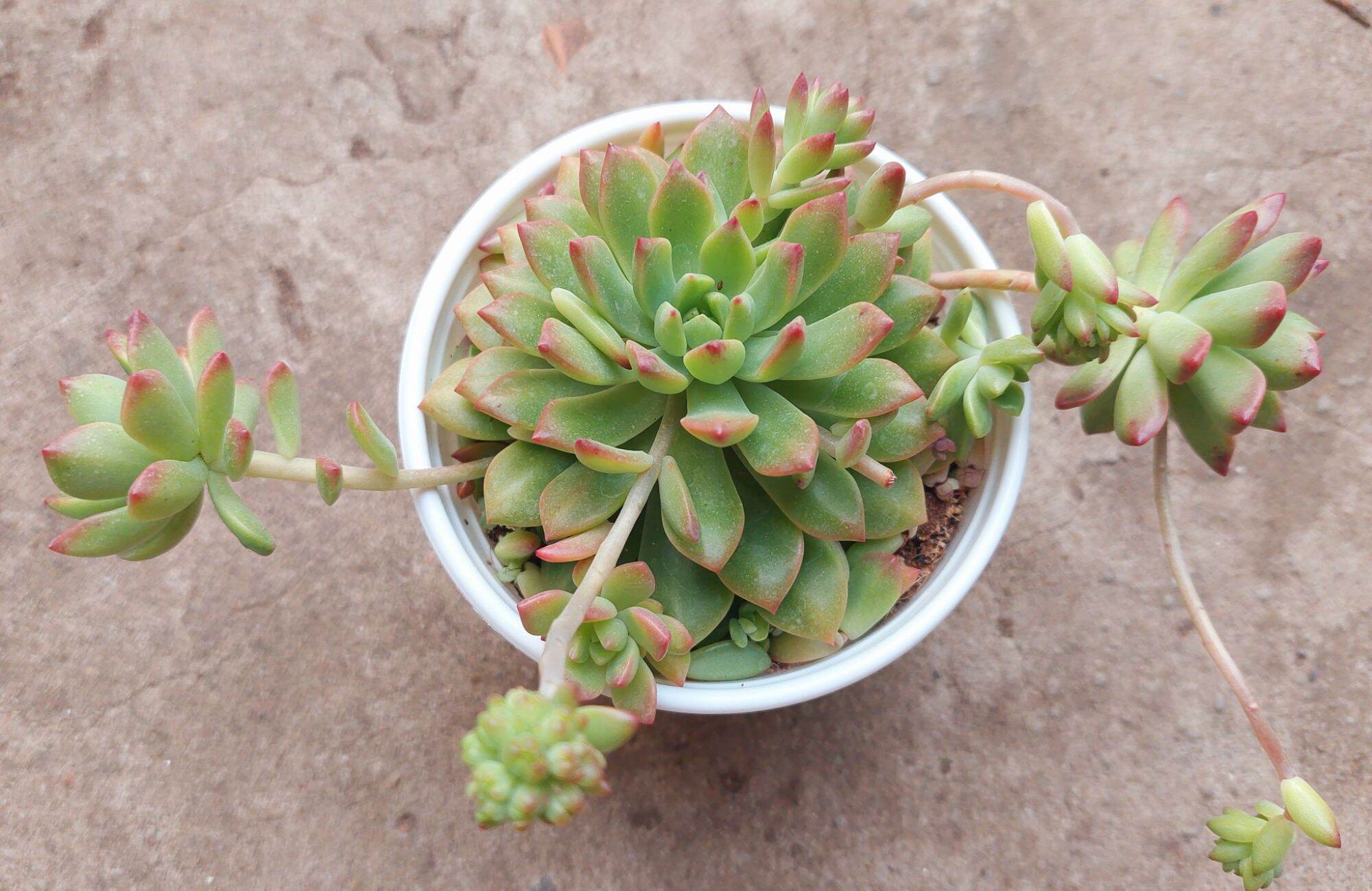 Sen đá MẶT TRỜI size trung 8-10 cm