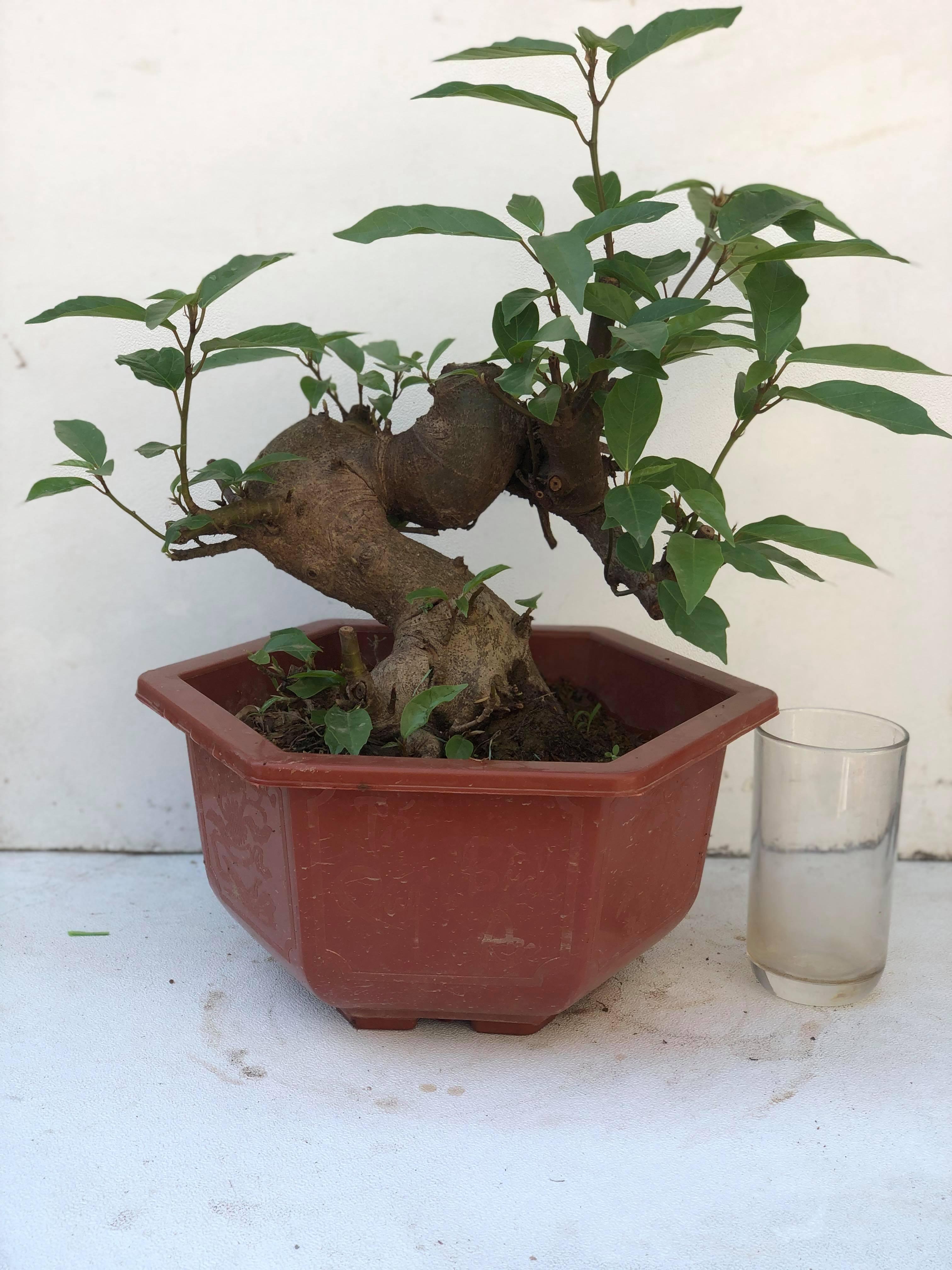 Cây sung bonsai 2