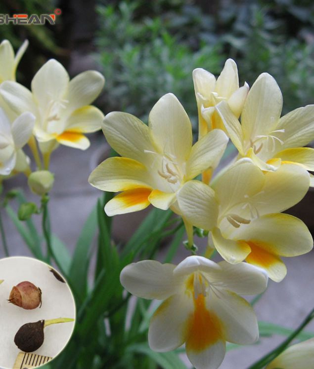 Củ giống hoa lan nam phi hoa màu trắng - 1 củ