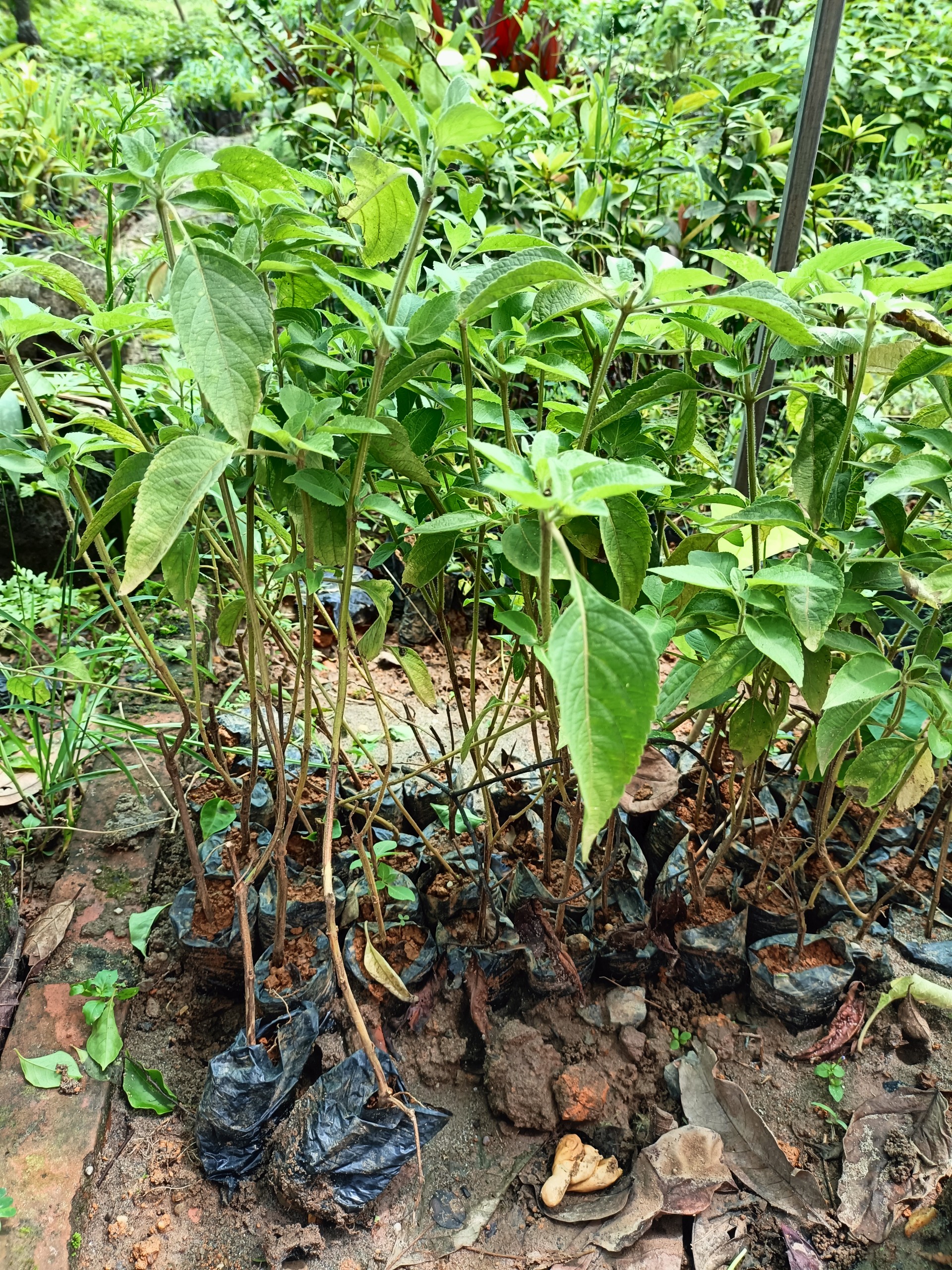 Combo 2 cây giống hương nhu trắng