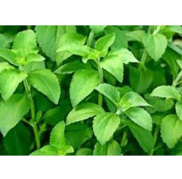 Cỏ ngọt khô 500g