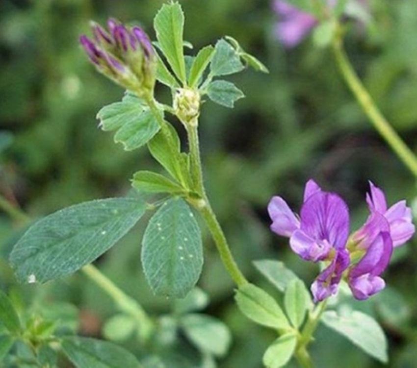 Hạt giống cỏ linh lăng Alfalfa