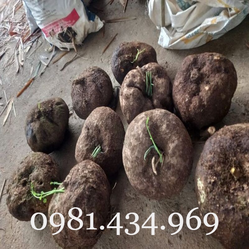 CỦ ĐỒNG TIỀN (BÌNH VÔI) TRÒN VO CÓ LÁ ĐẸP ĐỦ SIZE (NGOẠI CỠ IB) Chuẩn
