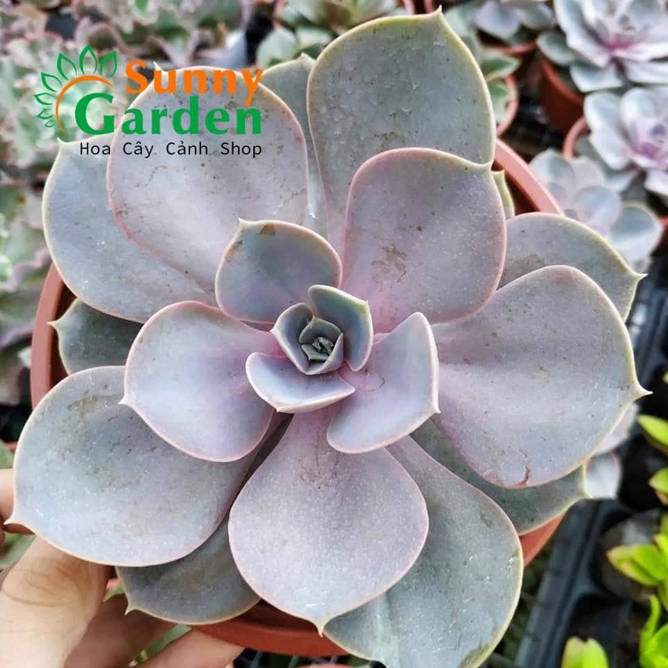 Sen Đá Hồng Dâu Chậu Trung