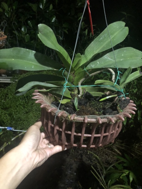 Phong Lan Ngọc điểm đai trâu thái mẹ bồng con