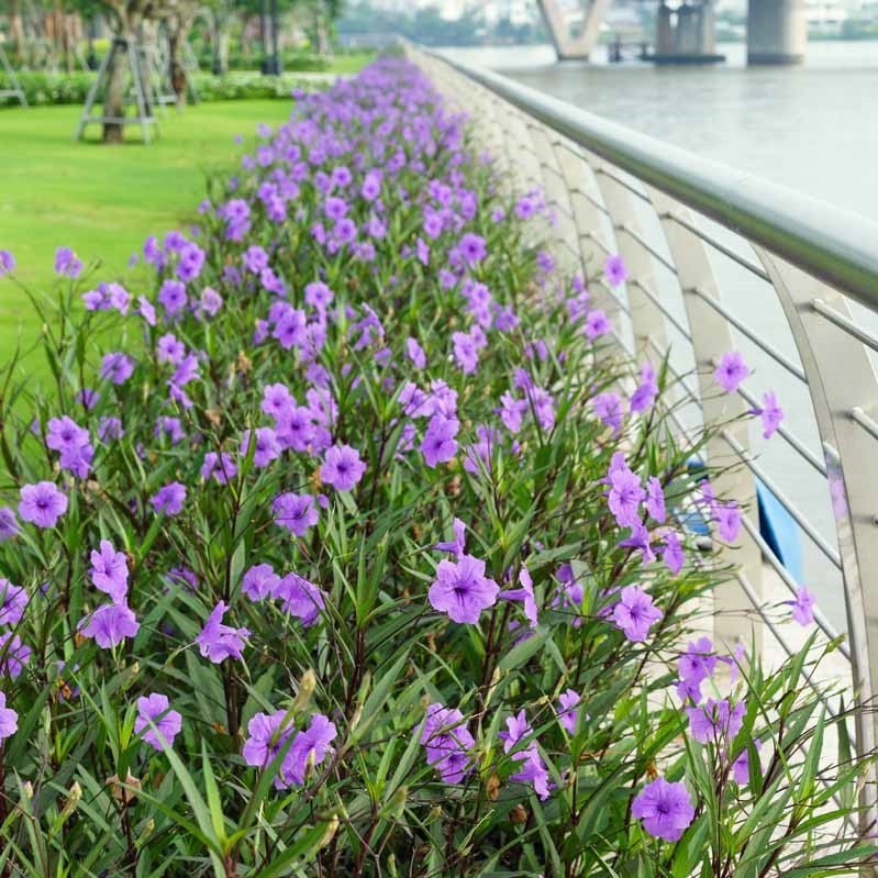 combo 100 cây giống hoa chiều tím