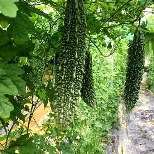 5 Hạt giống khổ qua xanh salsa trái dài