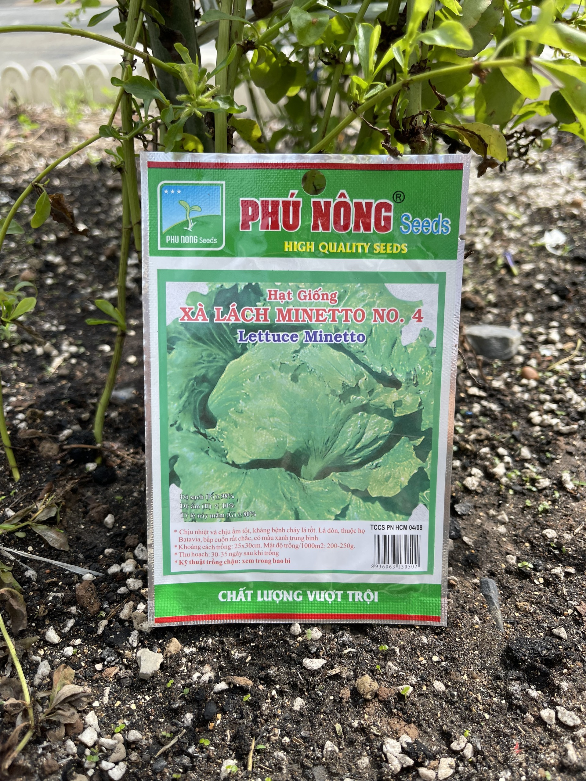 Hạt giống xà lách búp thảo nguyên, xà lách ăn non, xà lách búp đăm/ hạt giống phú nông
