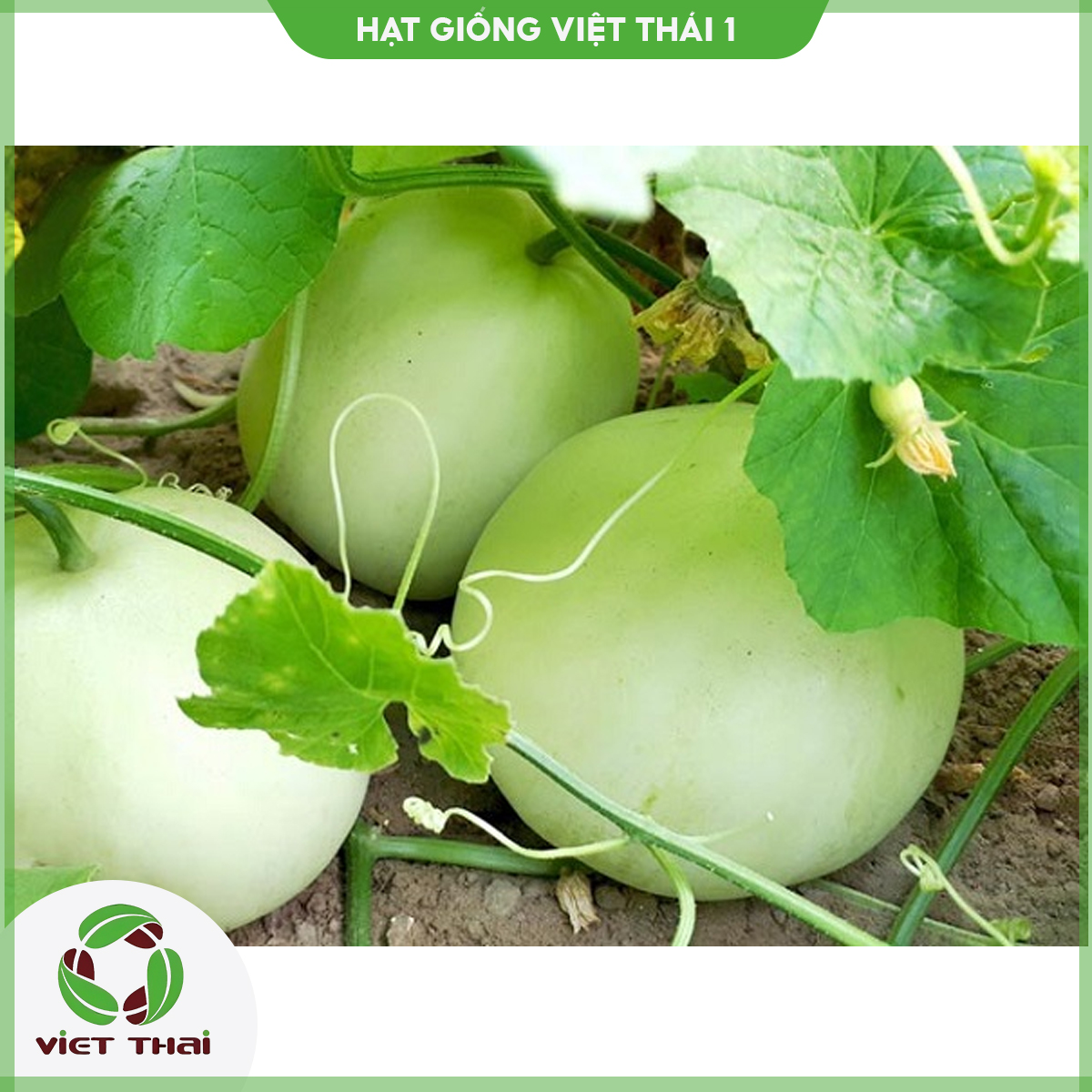 [SALE] Hạt giống Dưa Lê TN - 75 - HGVT1