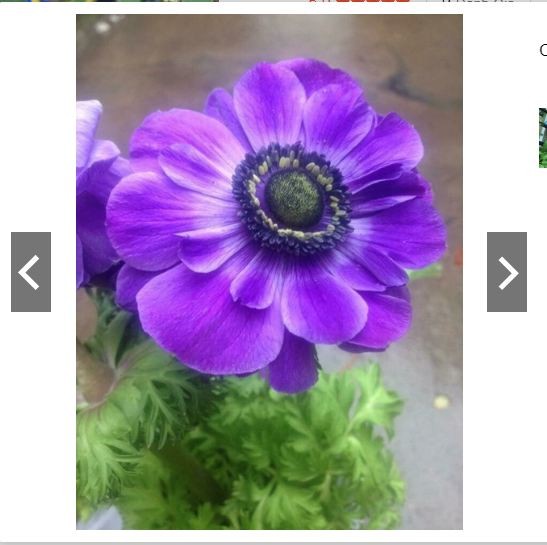 Củ Hoa Anemone hoa màu Xanh-Thu mẫu đơn - 1 củ