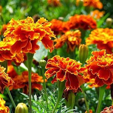 Hạt Giống Hoa Vạn Thọ Pháp Ban Mai (0.1gr)