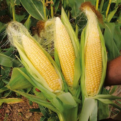 Thuốc trừ cỏ ngô (bắp) Welkin Gold 800WP 5g