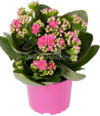 Dalat Hasfarm Chậu hoa Sống Đời