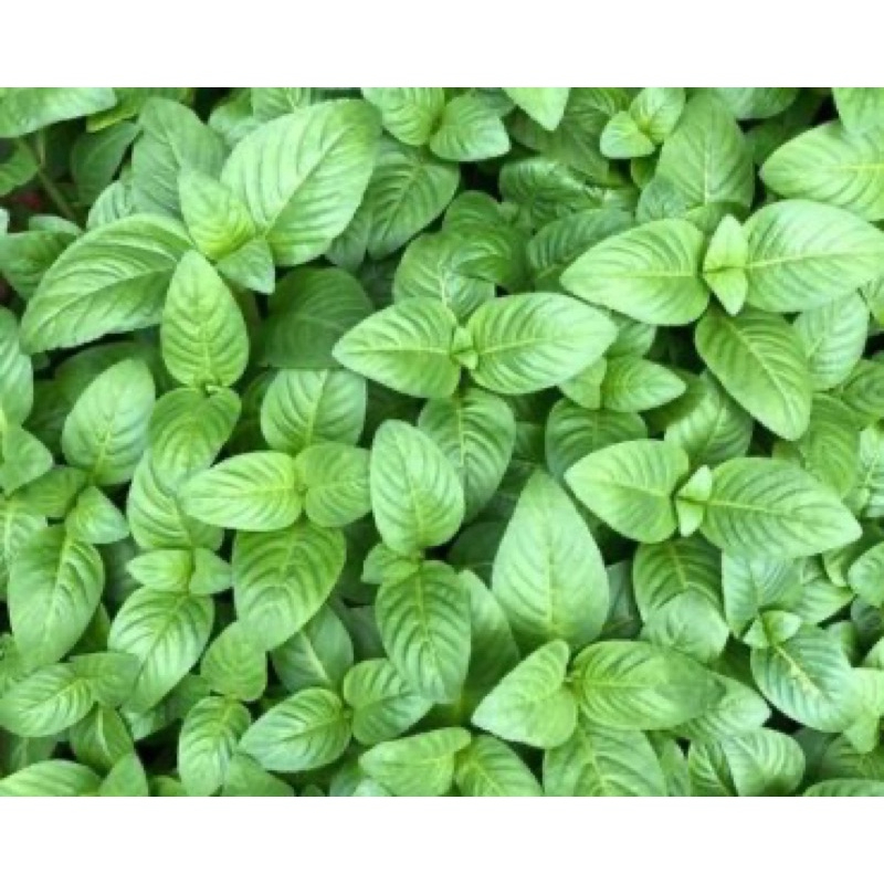 Chậu cây rau quế vị (xá xị)