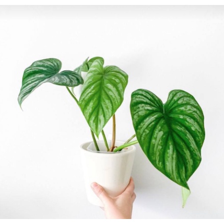 (RẺ  SÀN) Philodendron Mamei Silver Cloud