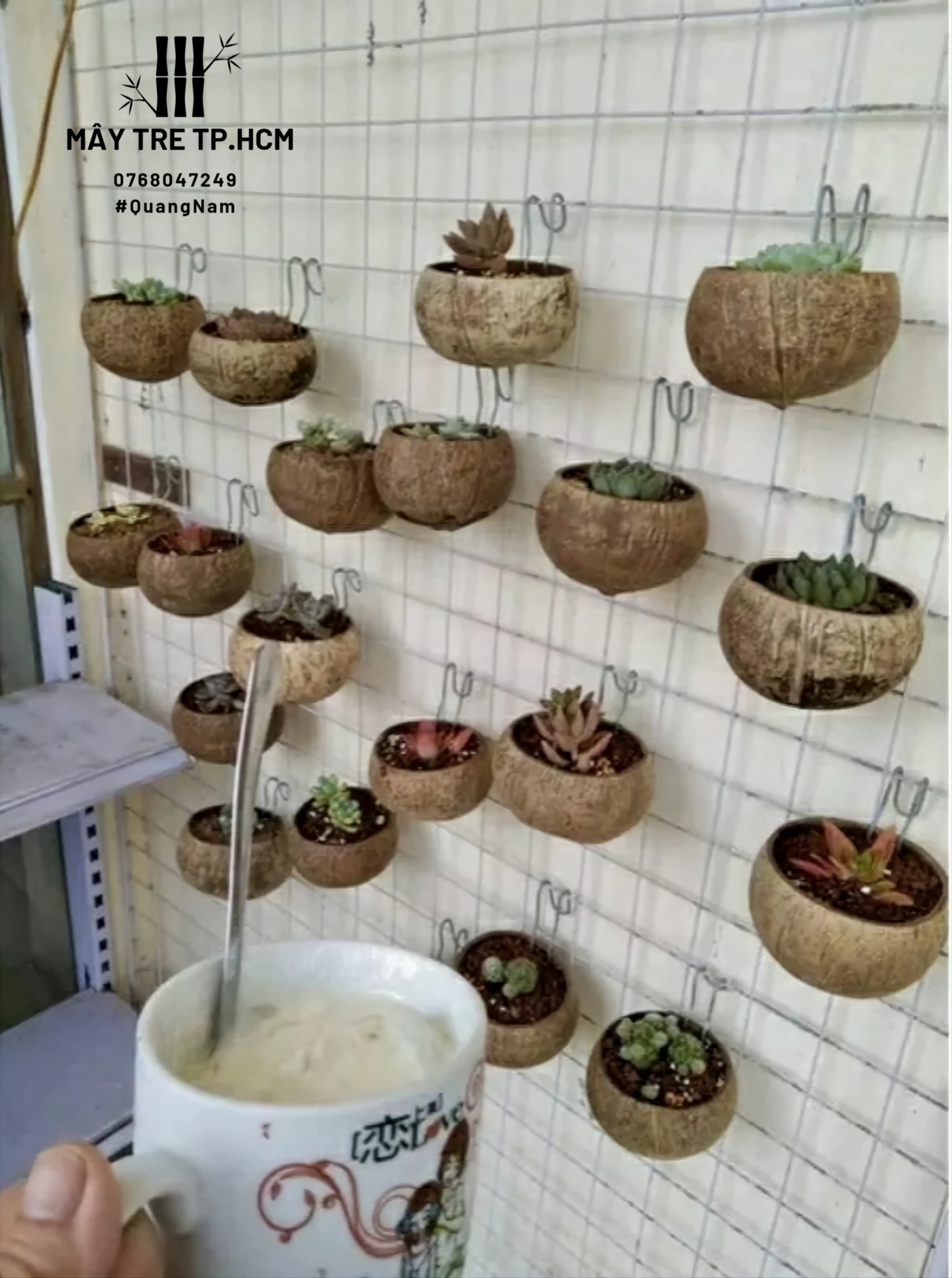 Chậu gáo dừa trồng sen đá, đồ trang trí