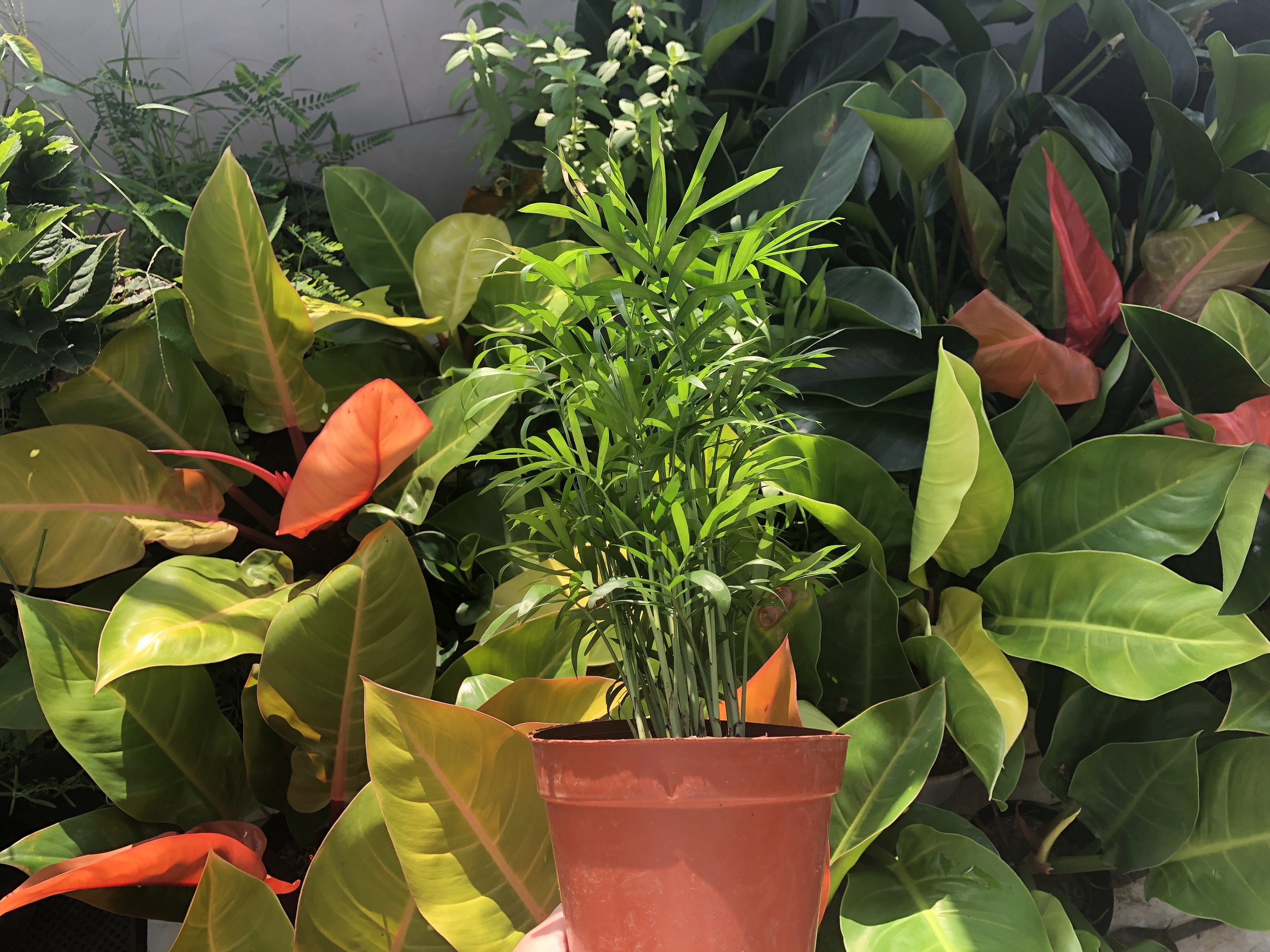Cây Cau Tiểu Trâm, cao 15-40cm (chọn size), cây phong thủy hút tài lộc, trồng trong nhà, trang trí văn phòng, giá rẻ, Cây xanh Fullcolorshop