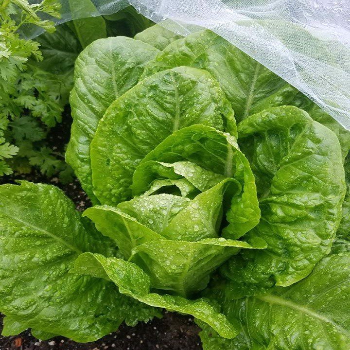 Hạt giống Xà lách Romaine Xanh