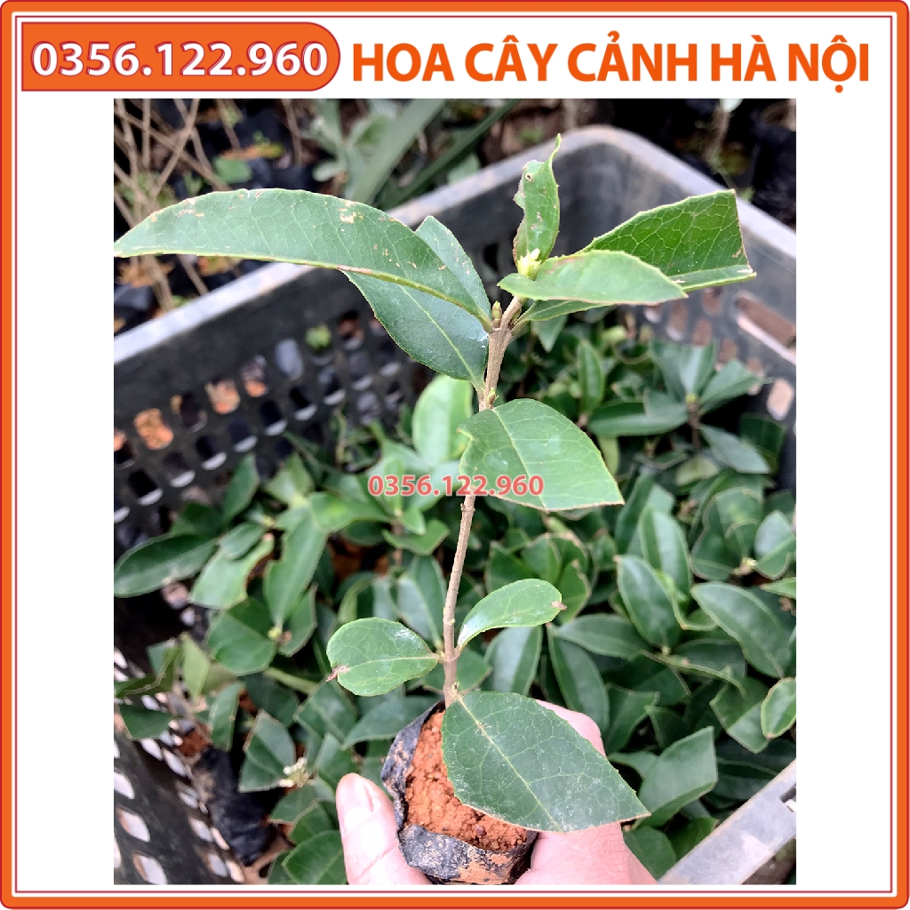 Cây mộc hương giống ta hoa thơm, bền lâu