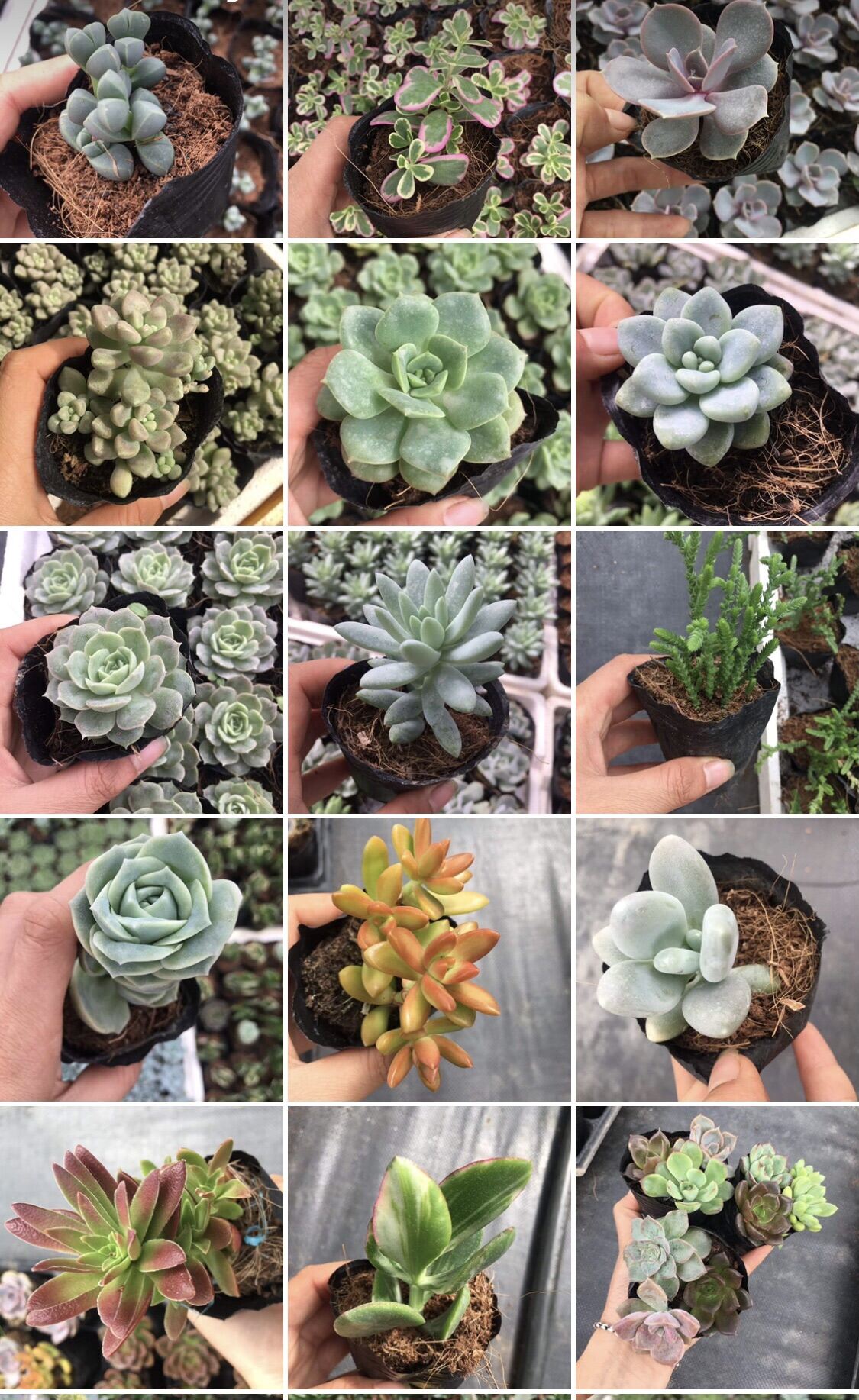 Sen đá size bầu 15k/ cây